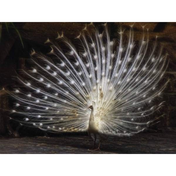 Albino Peacock