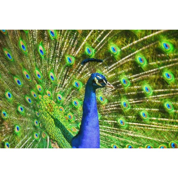 Beautiful Peacock