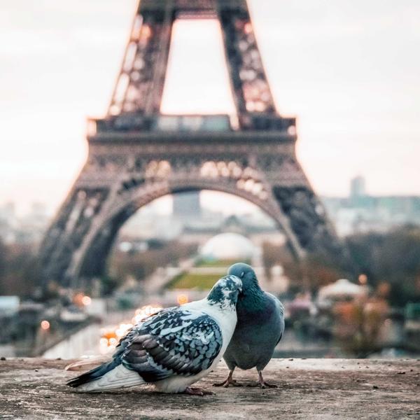 Lovebirds In Paris