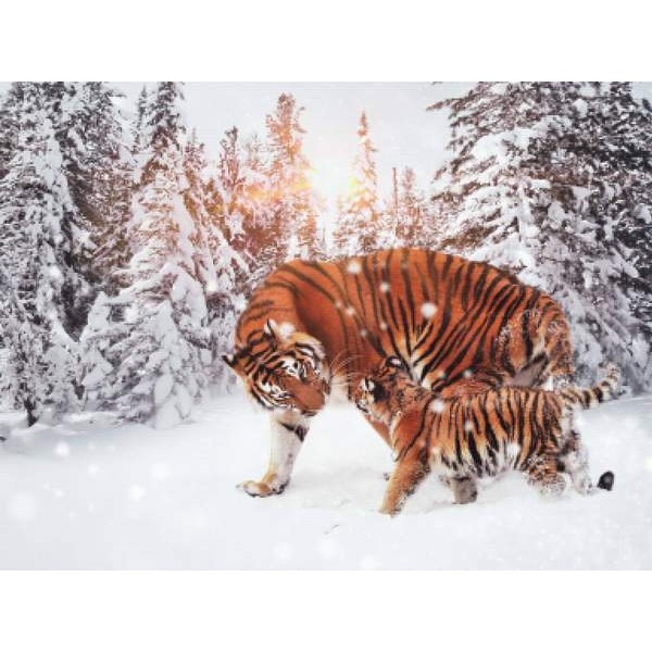 Tigers In Snow