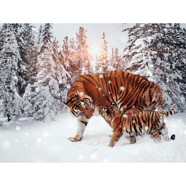 Tigers In Snow