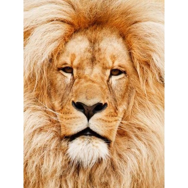 Lion Portrait