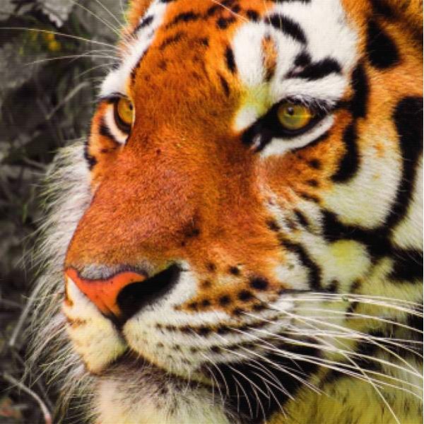 Pensive Tiger