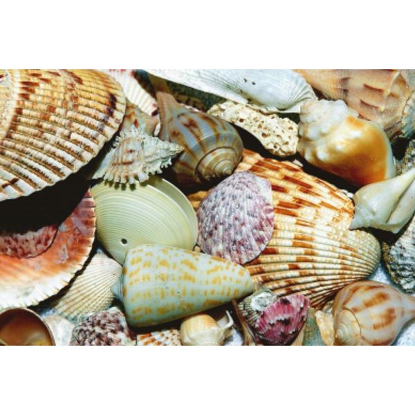 Florida Beach Shells