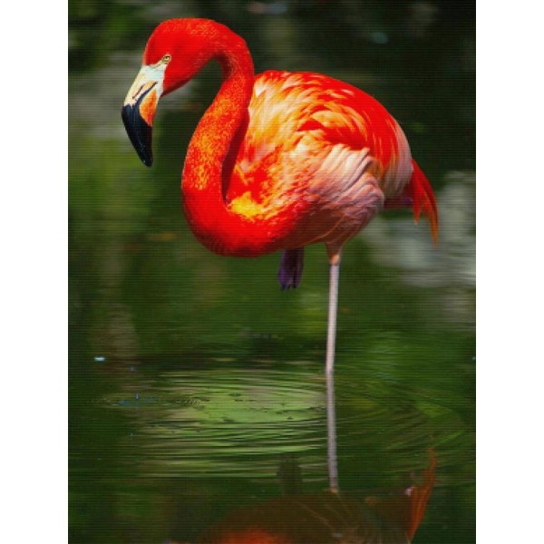 Flamingo Reflection