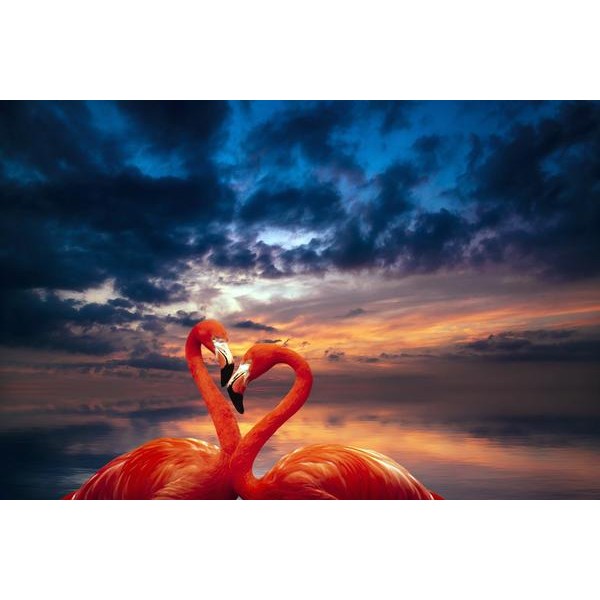 Flamingo Fairytale