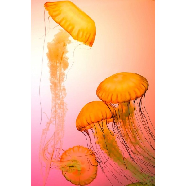 Four Orange Jellyfish