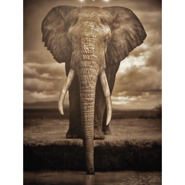 Elephant By The Watering Hole