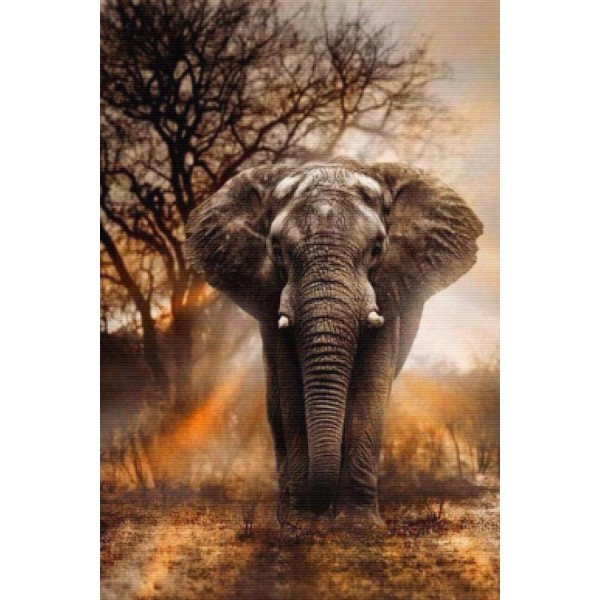 Illustrious Elephant