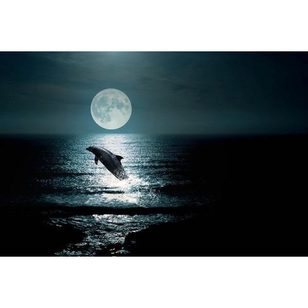 Dolphin At Midnight
