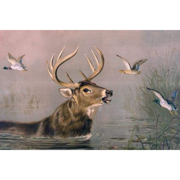 Stag In Water