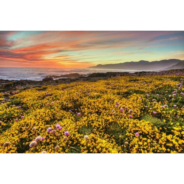 California Wildflowers
