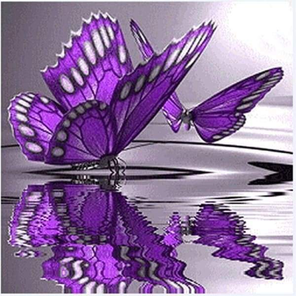 Butterfly Reflections
