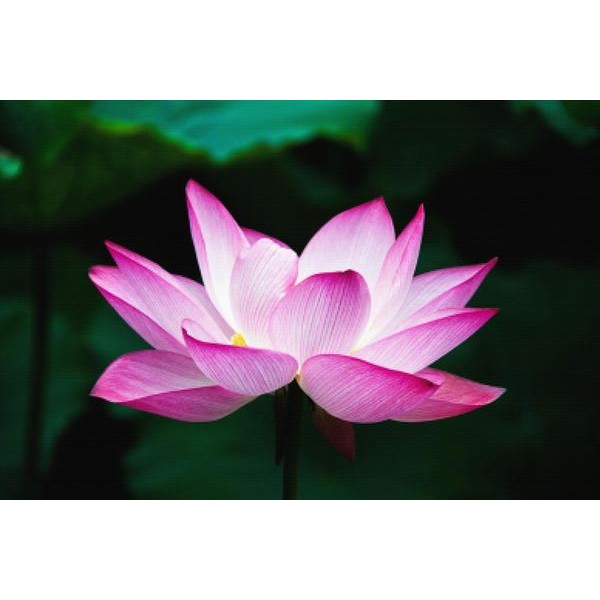 Lotus Zen