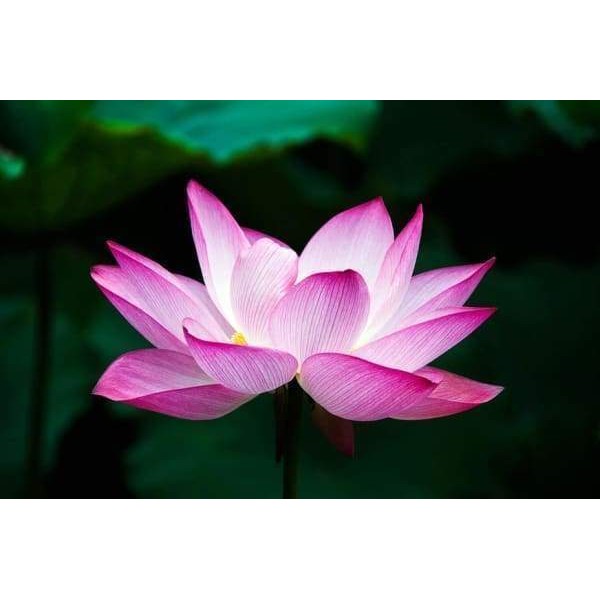 Lotus Zen