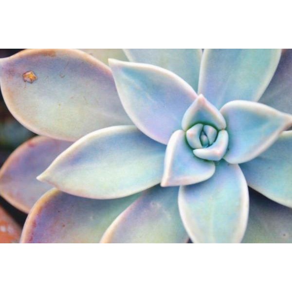 Succulent Plant