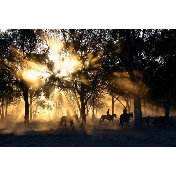 Sunlight On Cowboys