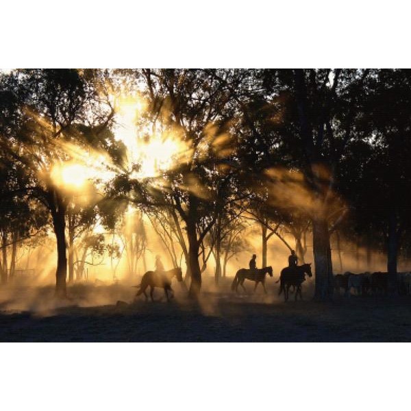 Sunlight On Cowboys